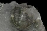Unidentified Proetid Trilobite - Jorf, Morocco #125483-7